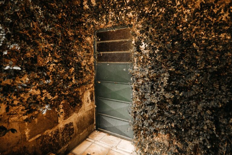 Photo Passive vs Active Cellars