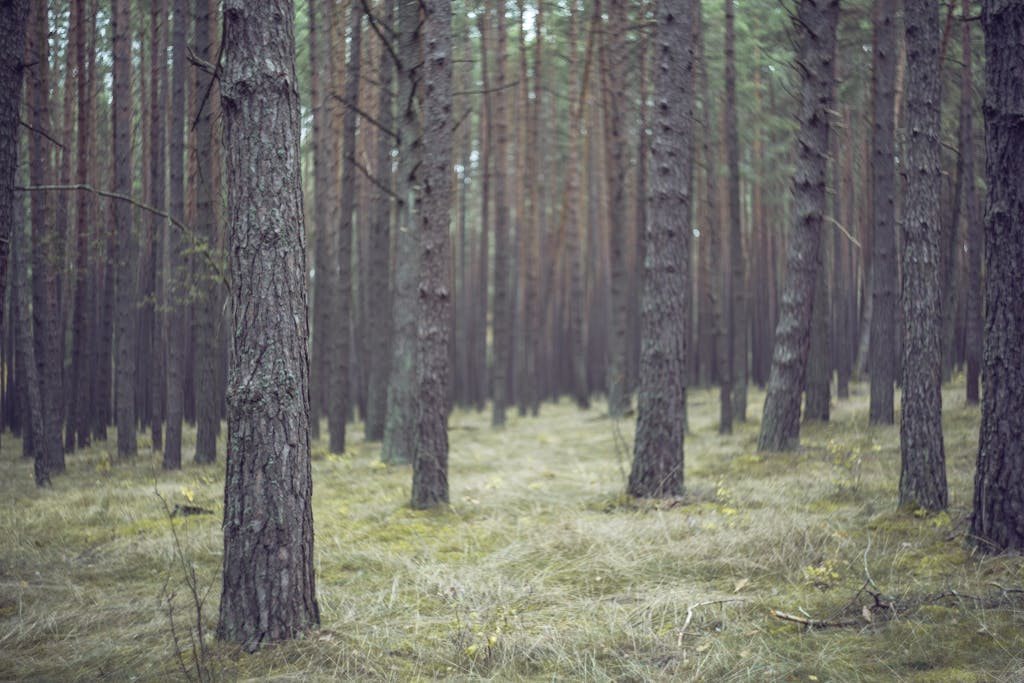 Serene pine forest with dense tree trunks and soft foliage, capturing the essence of nature's tranquility.